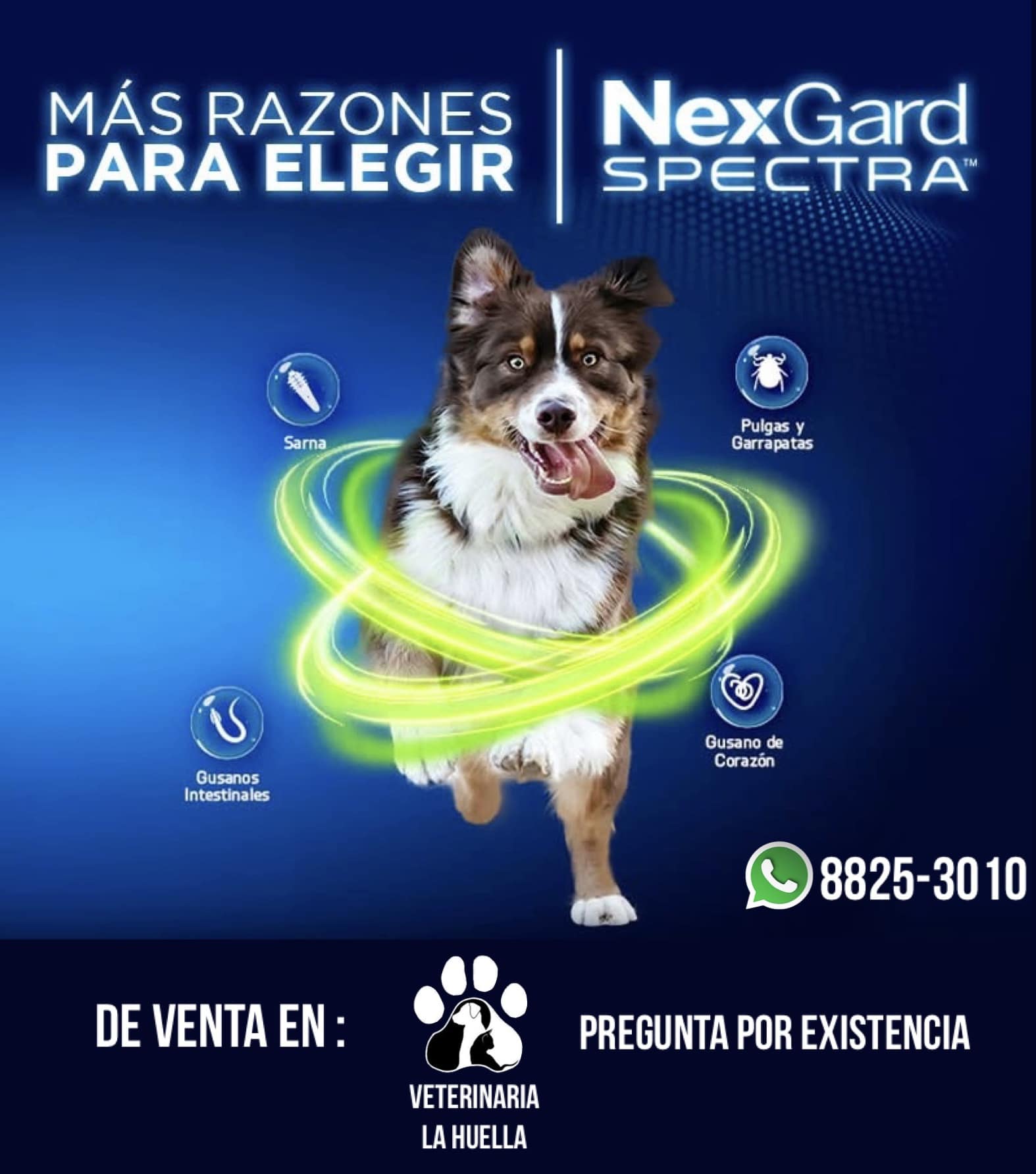 Veterinaria - Nexgard Spectra. Es la protección más completa contra ...