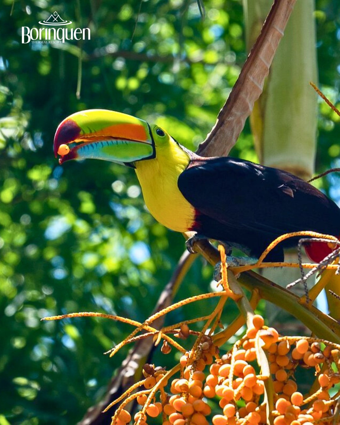 Borinquen - El color de la naturaleza cobra vida en cada rincón.Caminá ...
