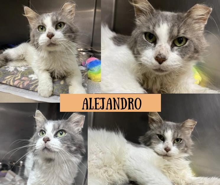 Carteret - 🐱 Meet Alejandro! Alejandro is an 8-year-old neutered long ...