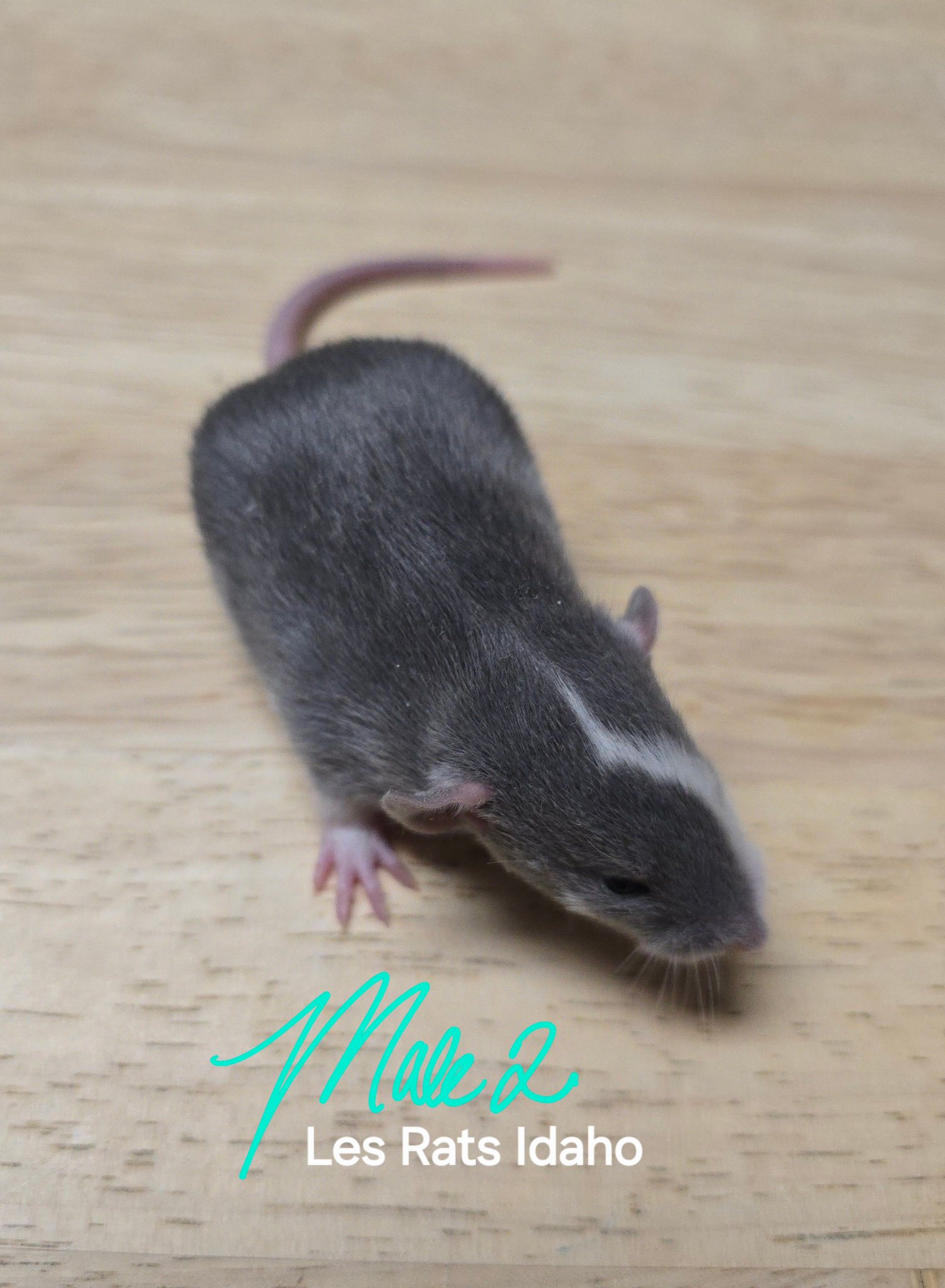 Les Rats Boise