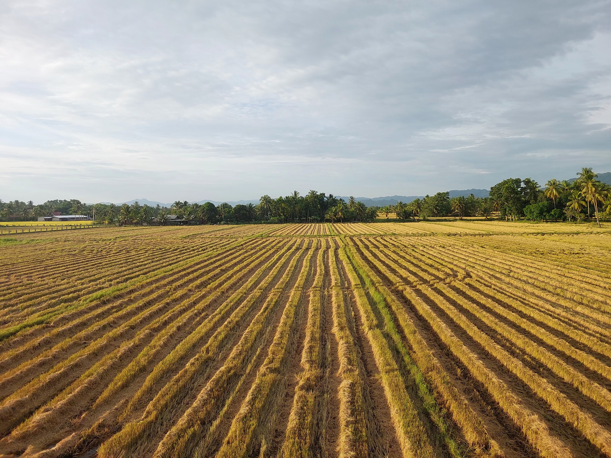MiHomie - 🙏 Prayer for Our Rice Farmers 🌾 Heavenly Father, We lift up ...