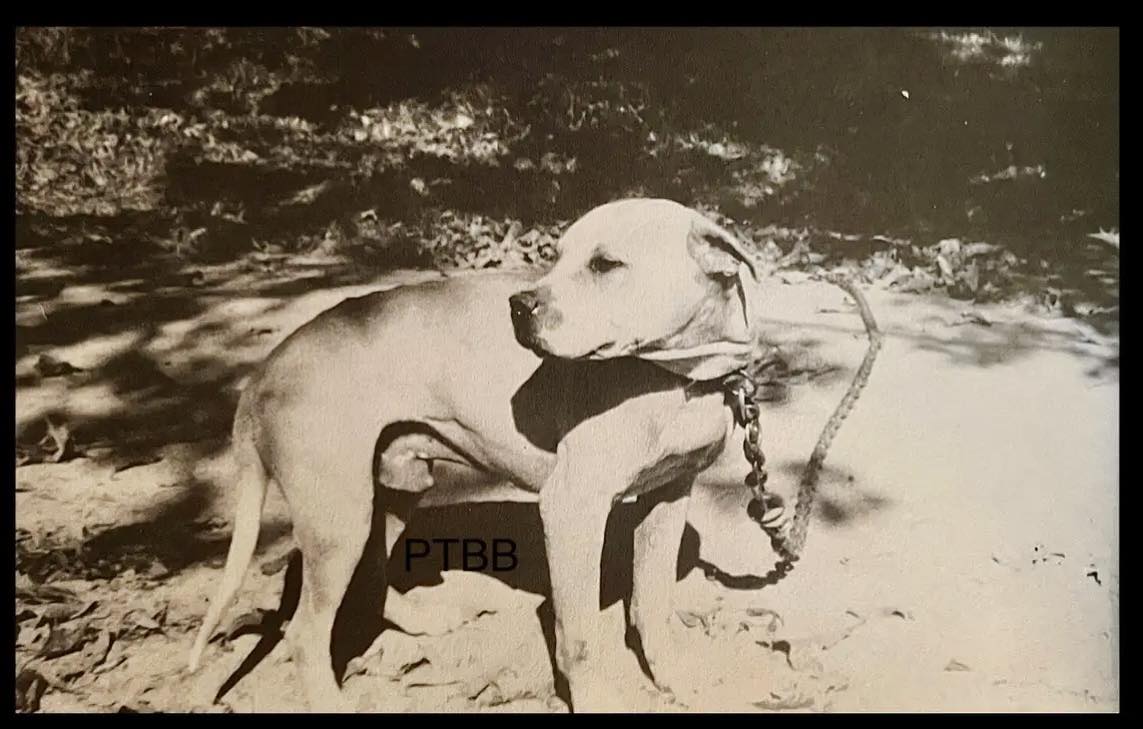 Historical K.Allen's CH Butch ROM Sire of the infamous Tornado