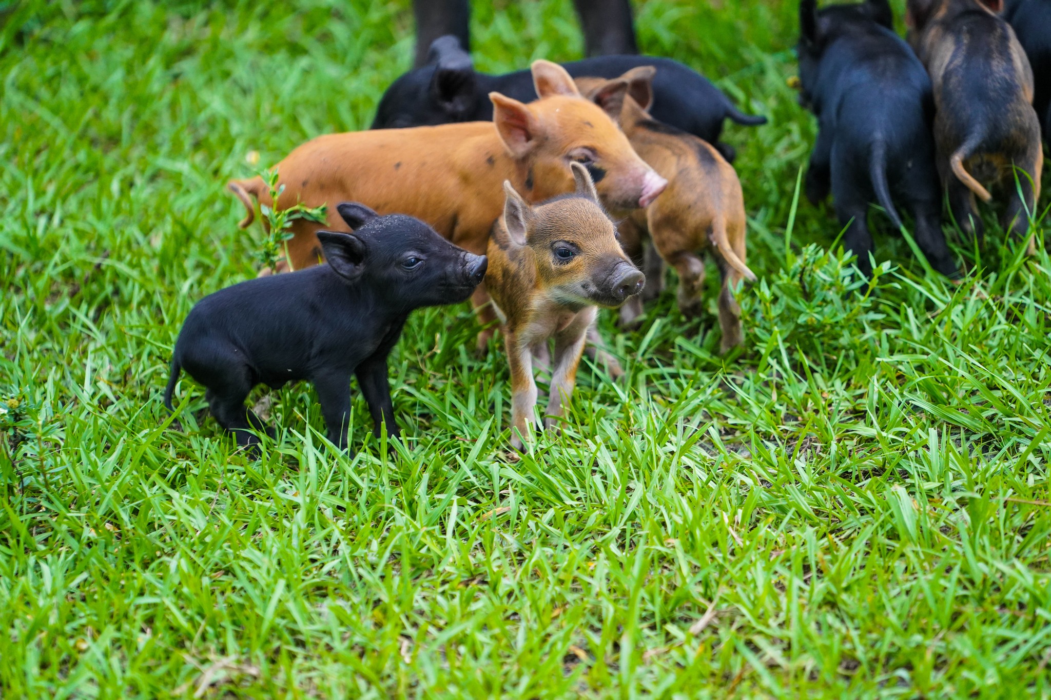 Alligator - Piney Rooter Hogs are not native, but it is believed that ...