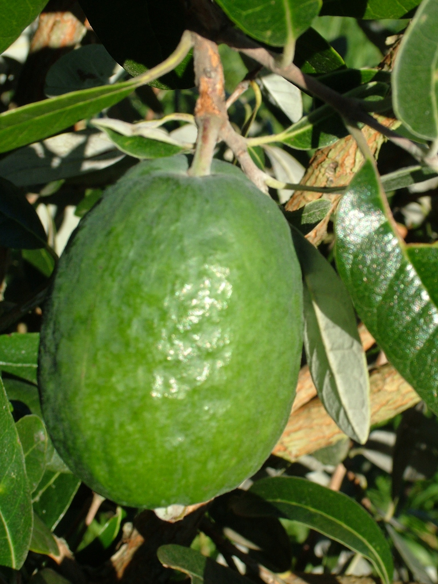 ican - Feijoas are easy growing, easy care, prolific croppers and ...