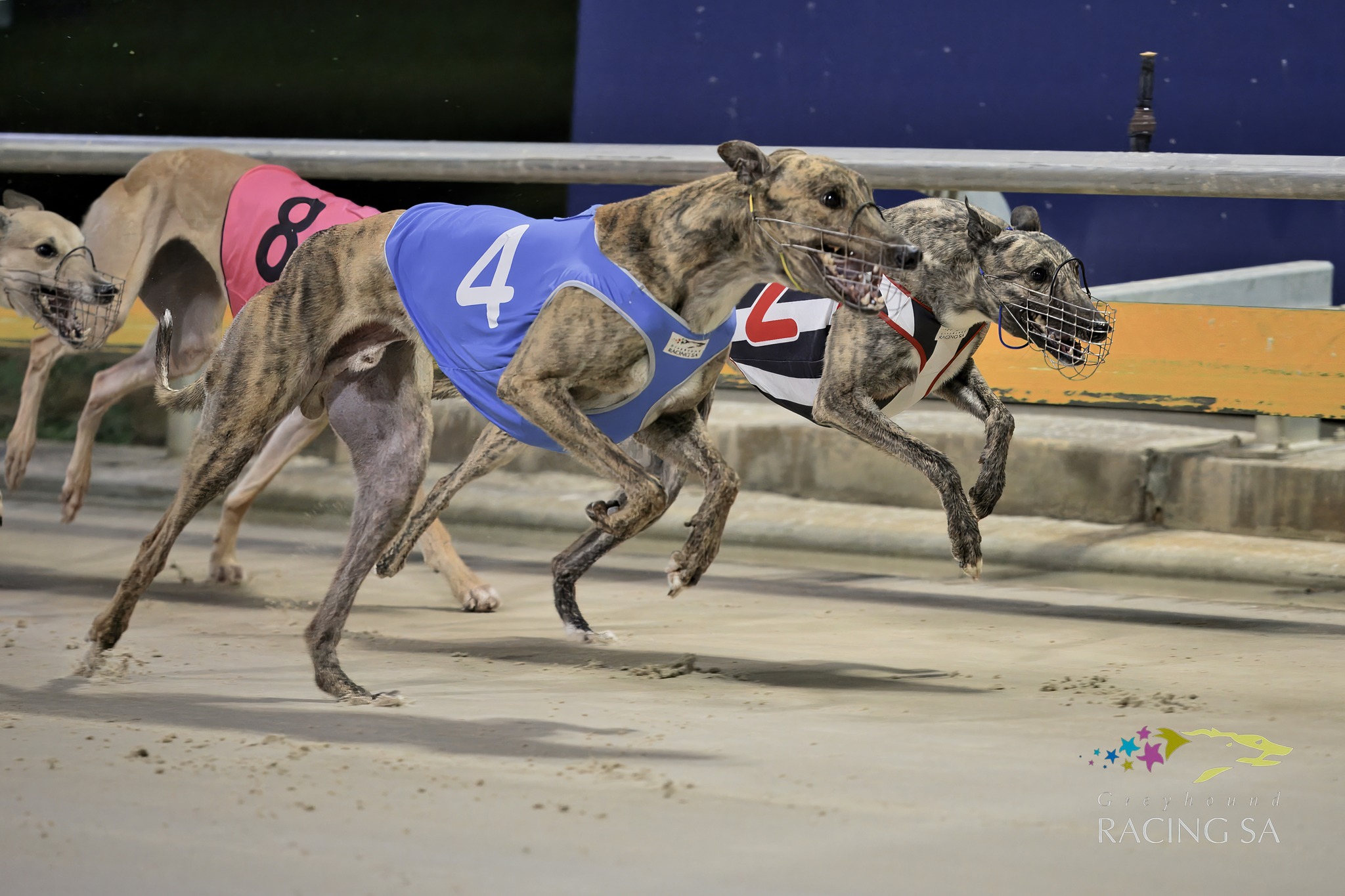 Greyhound Racing South Australia | Adelaide SA