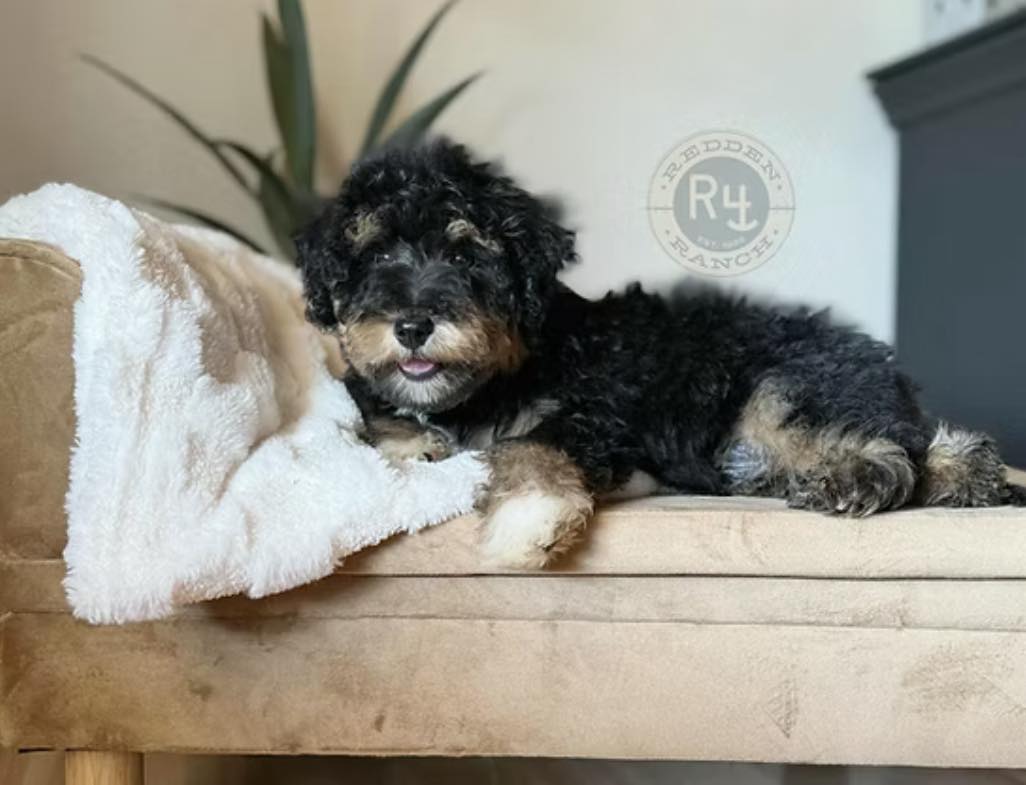💙 Meet this loving, Mini... - Redden Ranch - Rocking R4 | Facebook