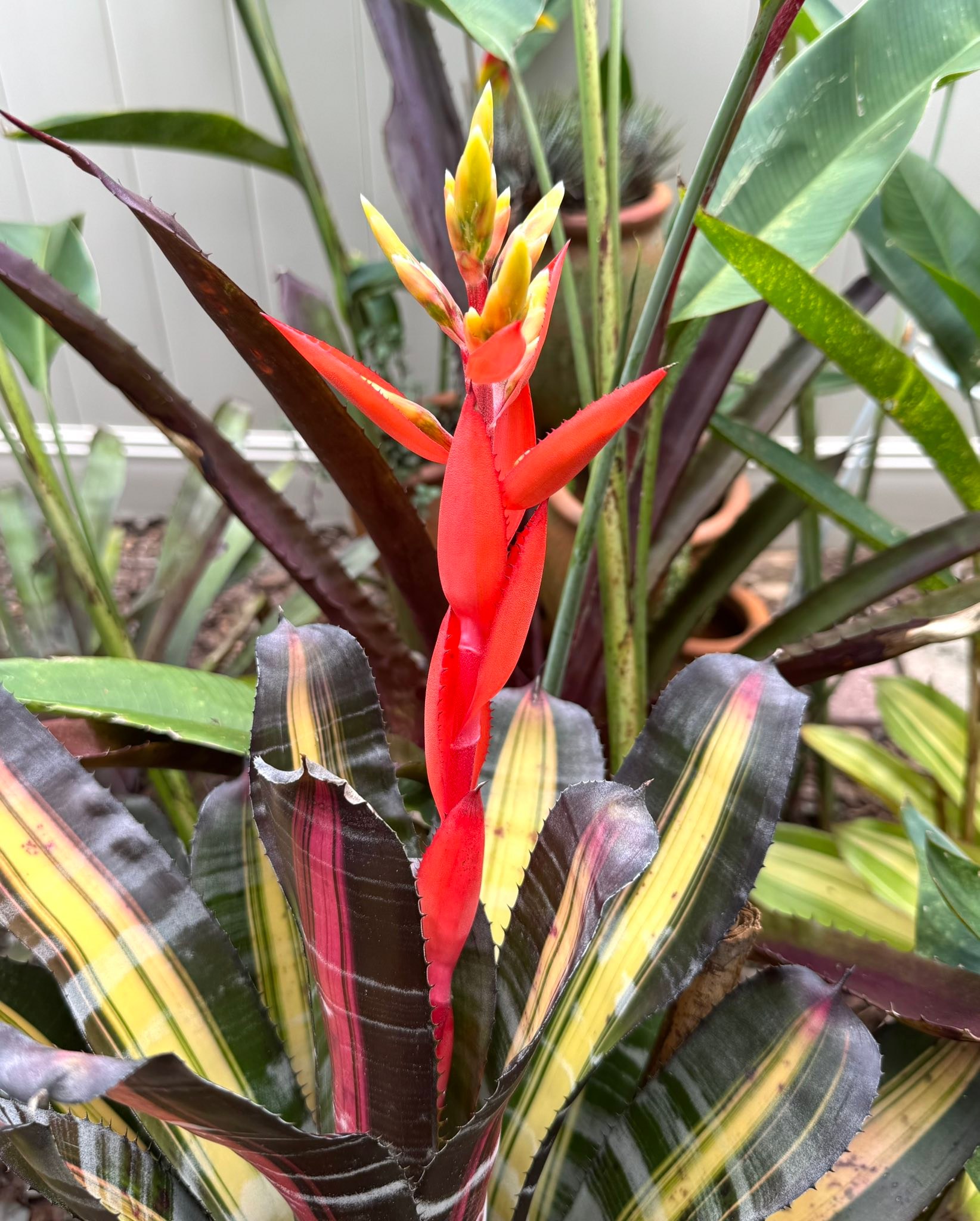 Aechmea roberto menescal is looking amazing today!
