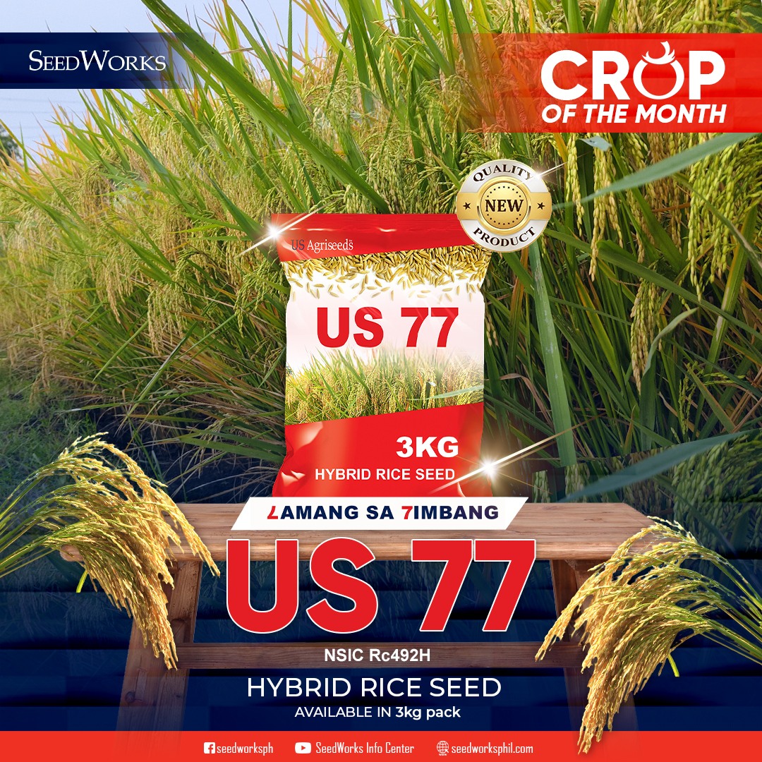 🌾 CROP OF THE MONTH: US 77 –... - SeedWorks Philippines, Inc. | Facebook