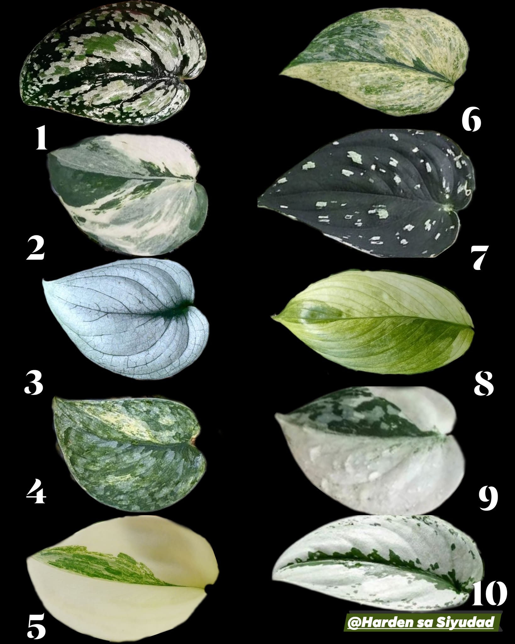 Scindapsus Matcha plant with unique variegated leaves