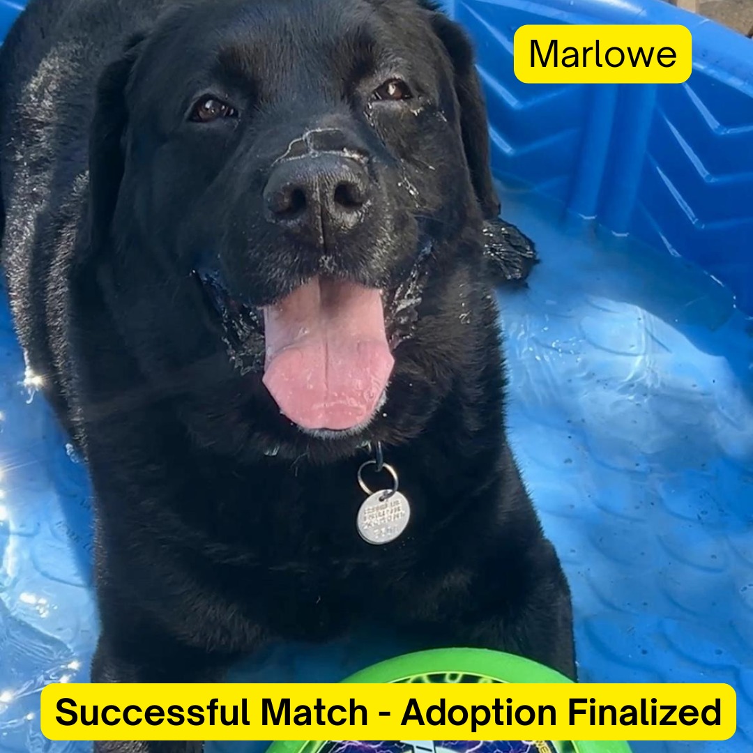 Brookline Labrador... - Brookline Labrador Retriever Rescue