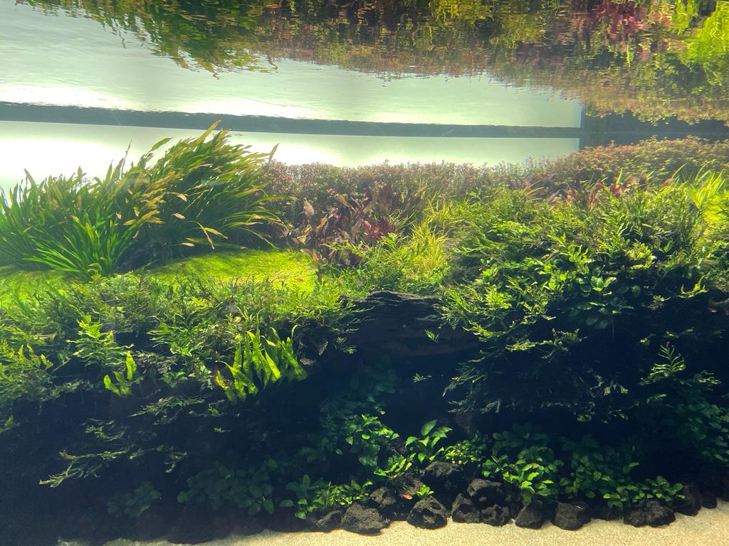 Acquario tropicale di ADF - piante e caridine | Catania