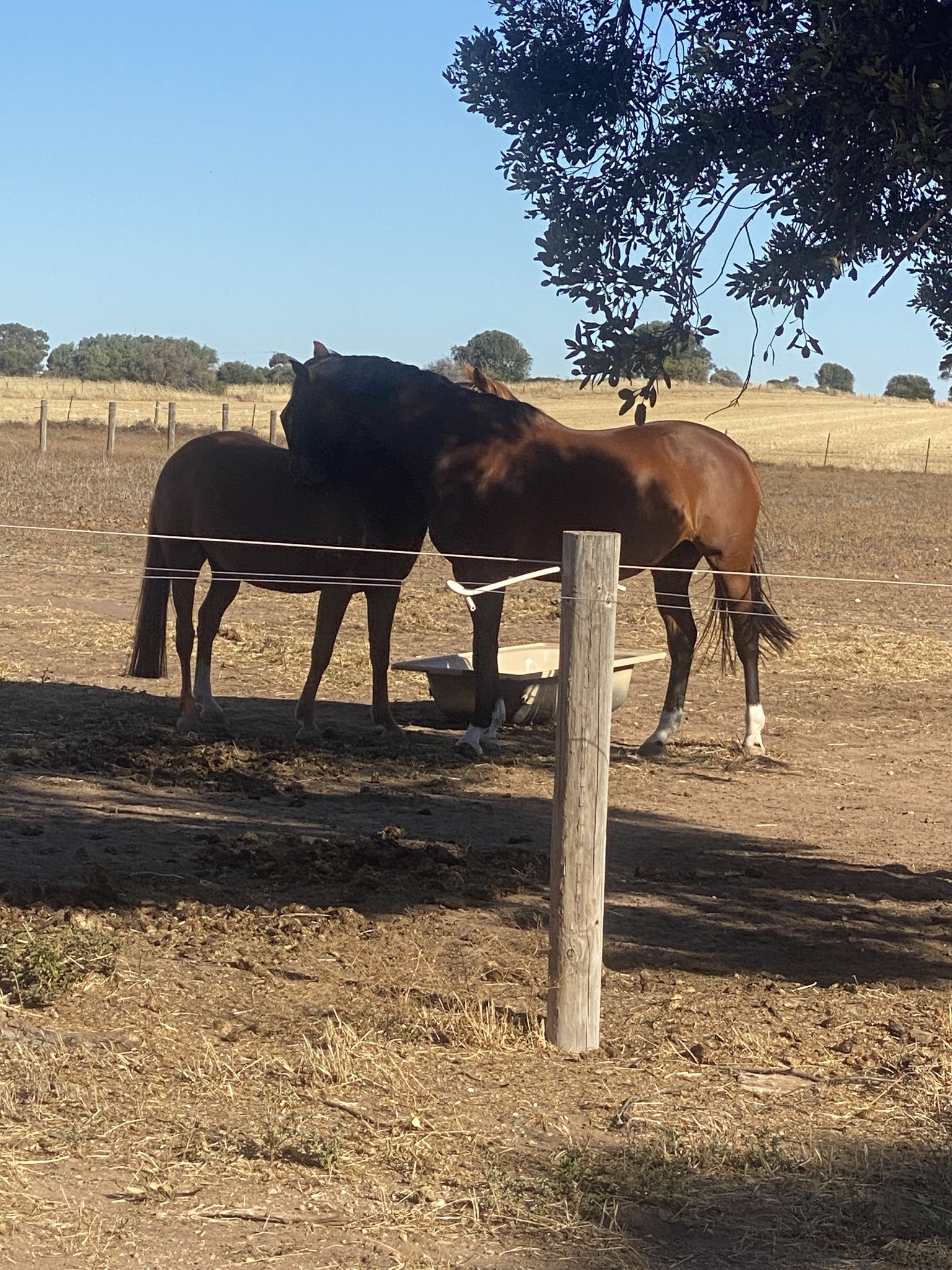 Rosevale Park Agistment Centre | Perth WA