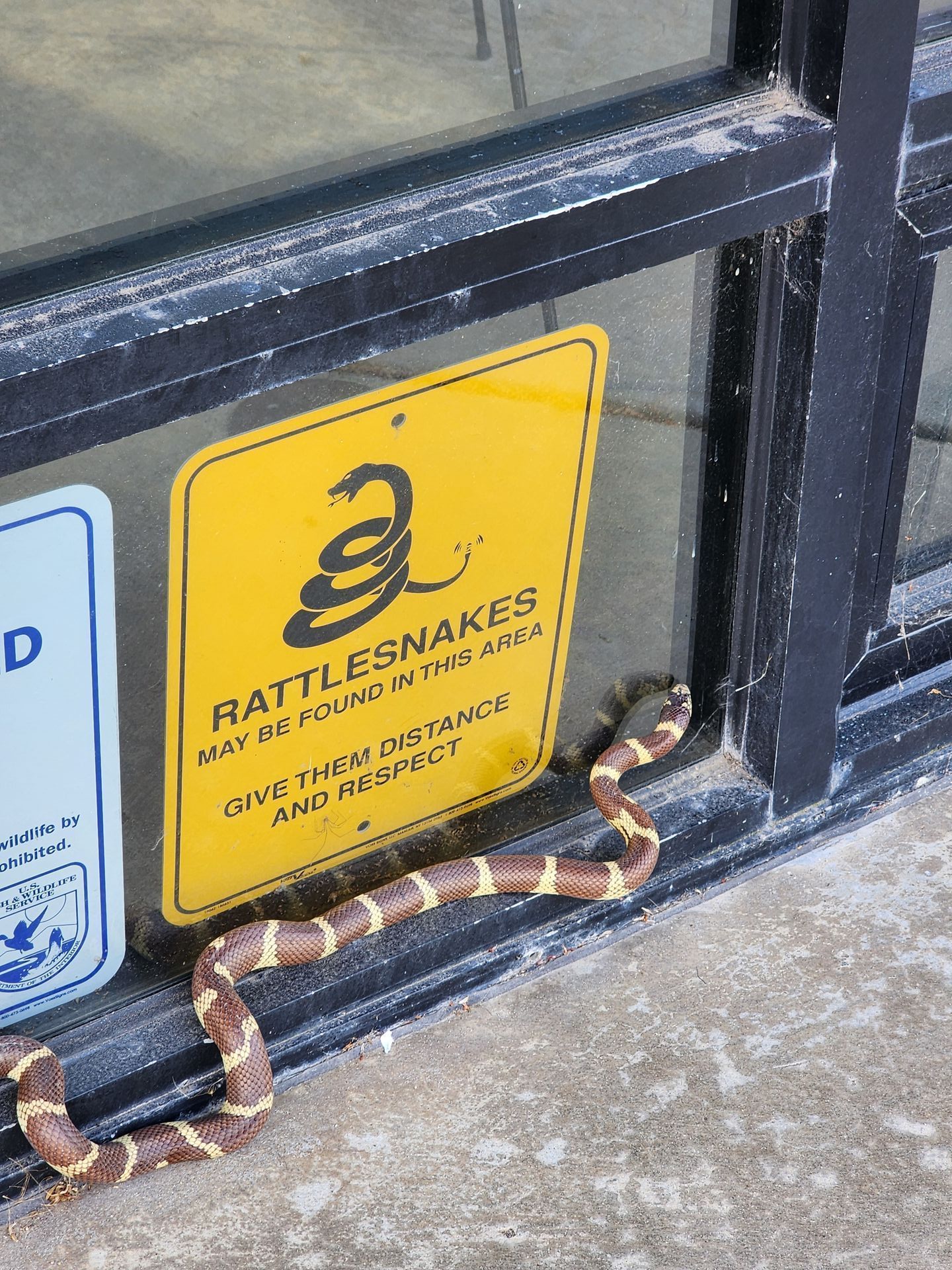 California - When the snake got the memo, too! 🐍 Kingsnakes vs ...