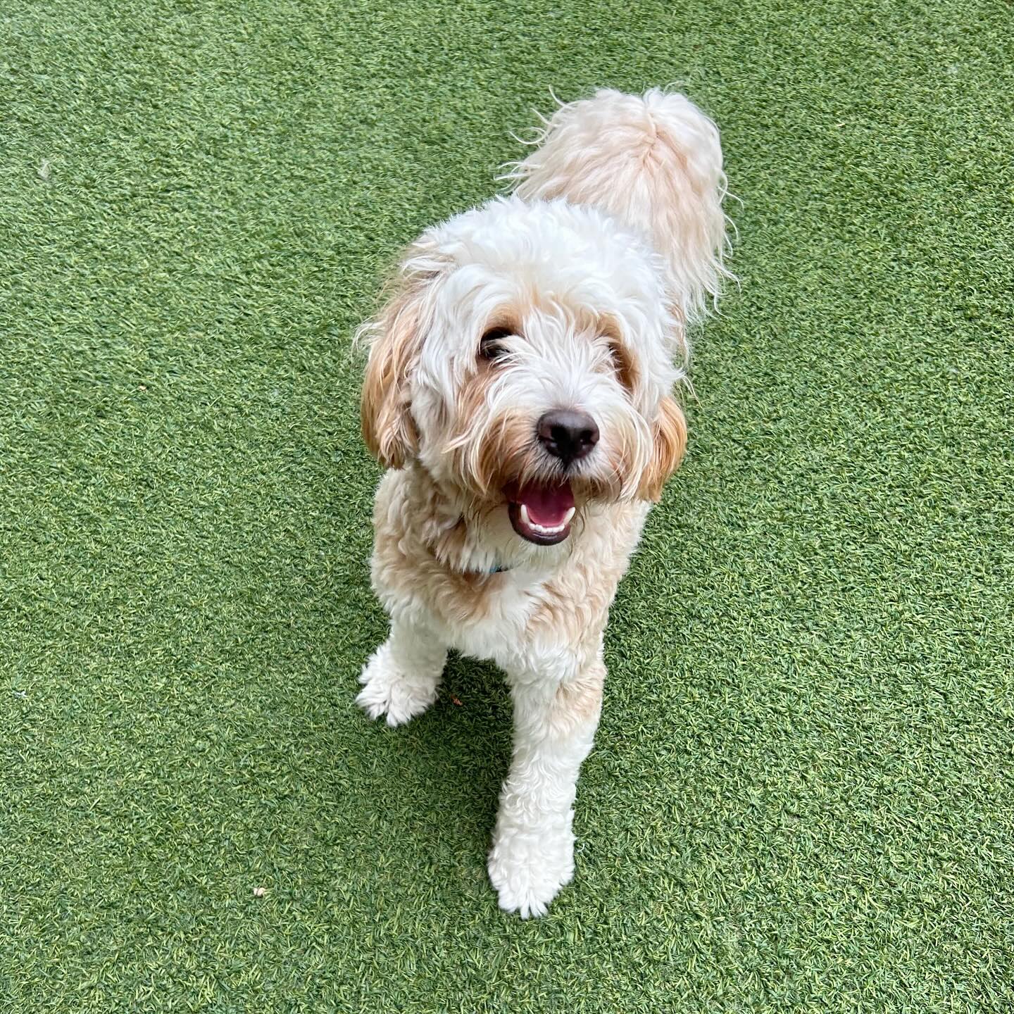 Spring Creek Kennel &... - Spring Creek Kennel & Cattery