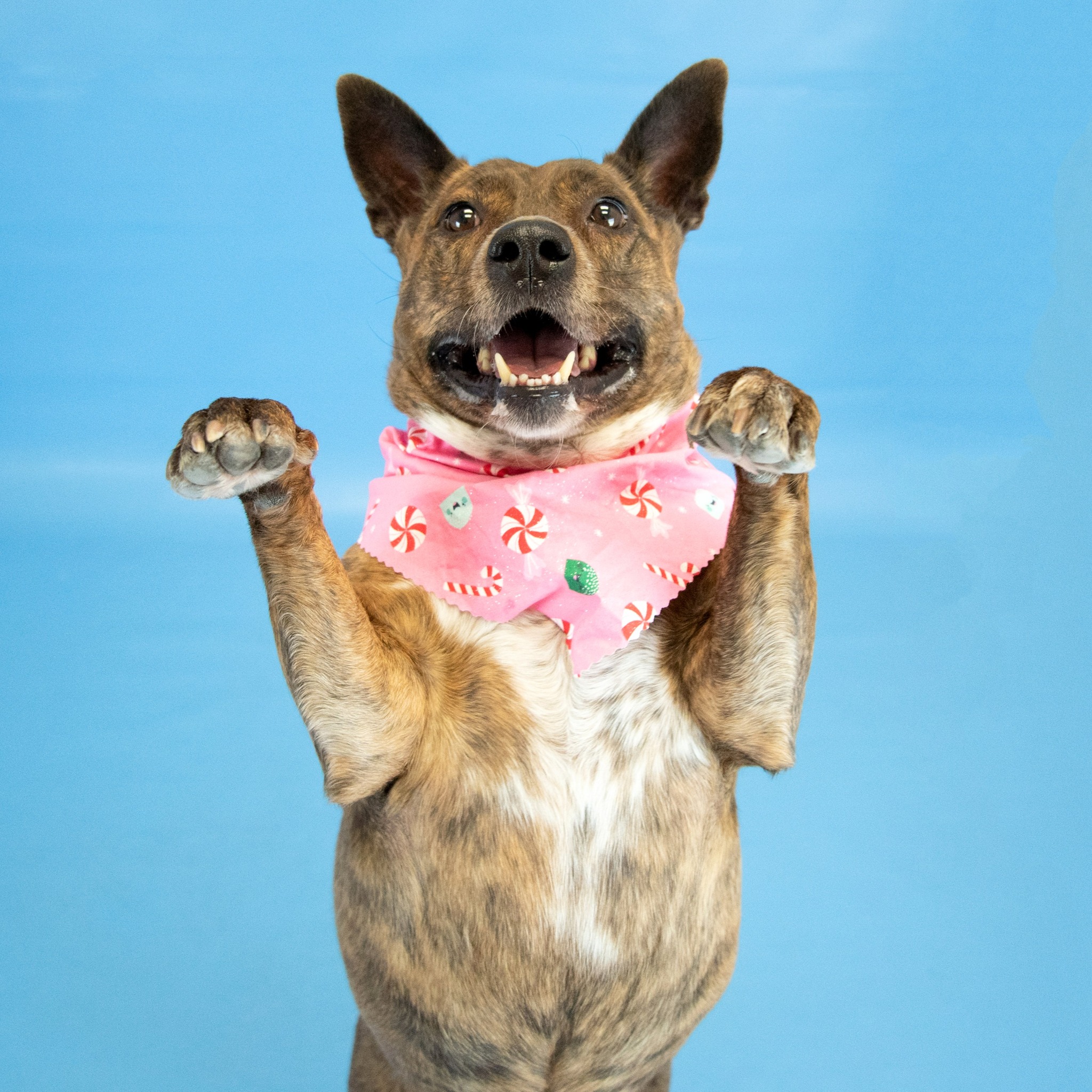 Humane - All of the animals in our shelter have made a very important ...