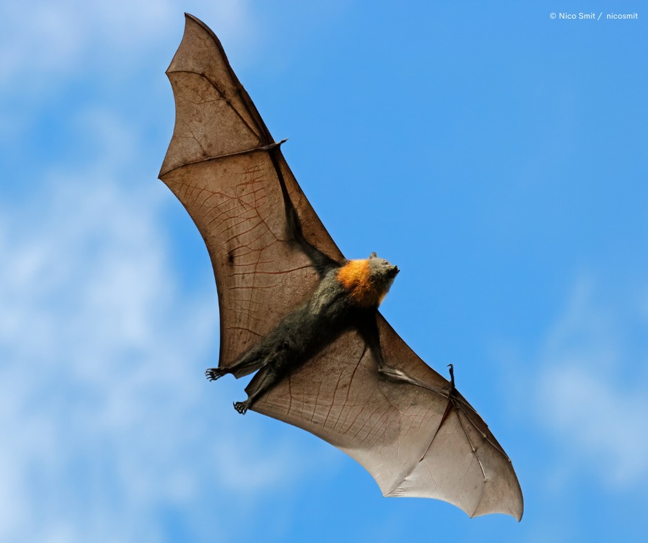 Fly By Night Bat Clinic Victoria | Melbourne VIC