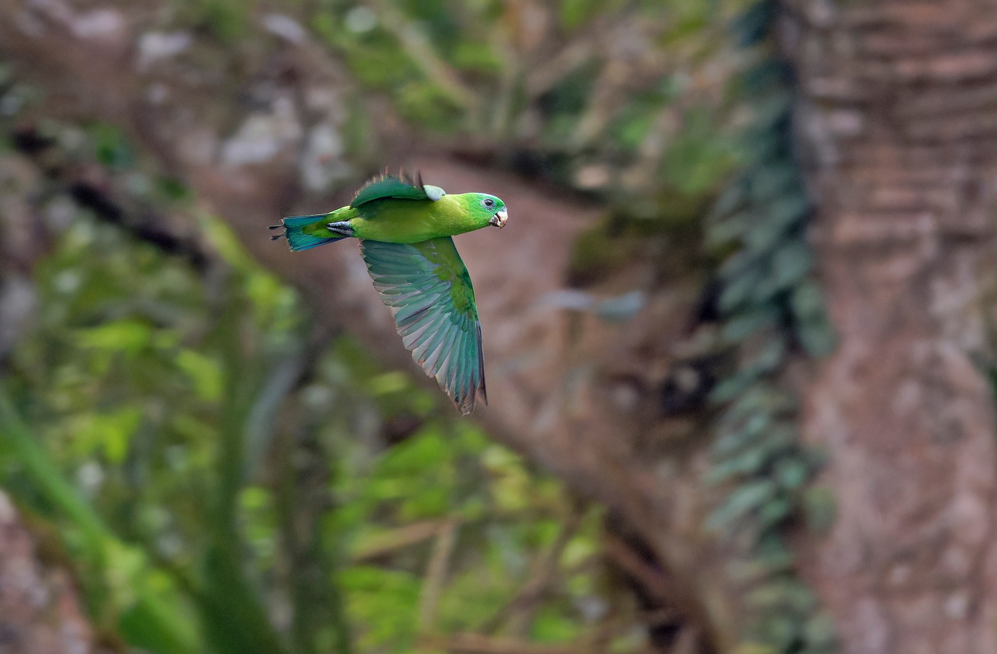 Birdtour - Beautiful views of Blue-crowned Racquet-tail on Negros ...