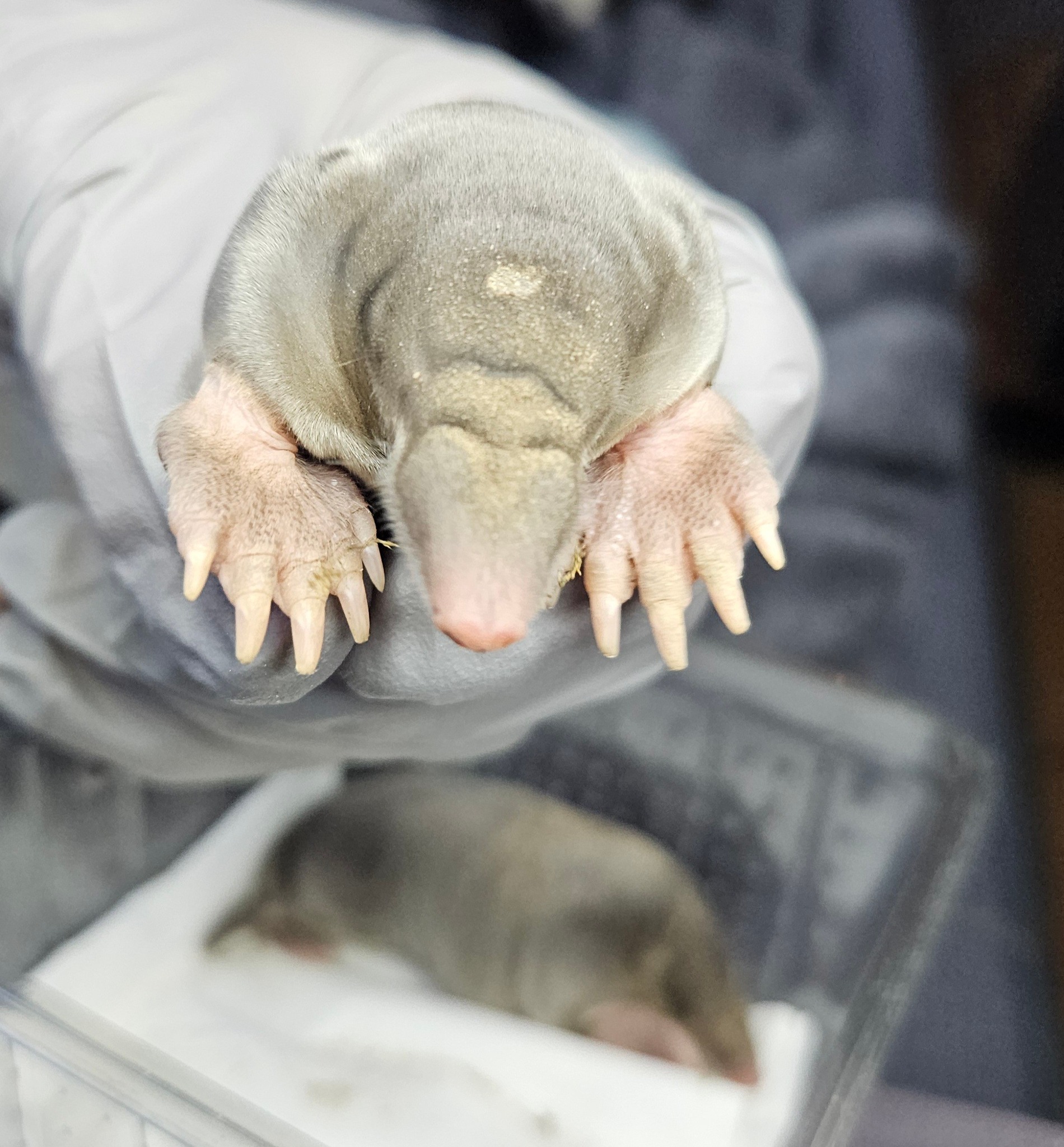 Gnadenhof & Wildtierrettung Notkleintiere e.V. - „Black Friday“ (bis ...