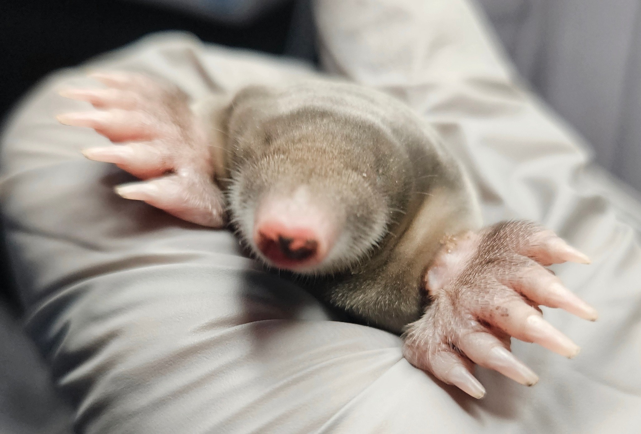 Gnadenhof & Wildtierrettung Notkleintiere e.V. - „Black Friday“ (bis ...
