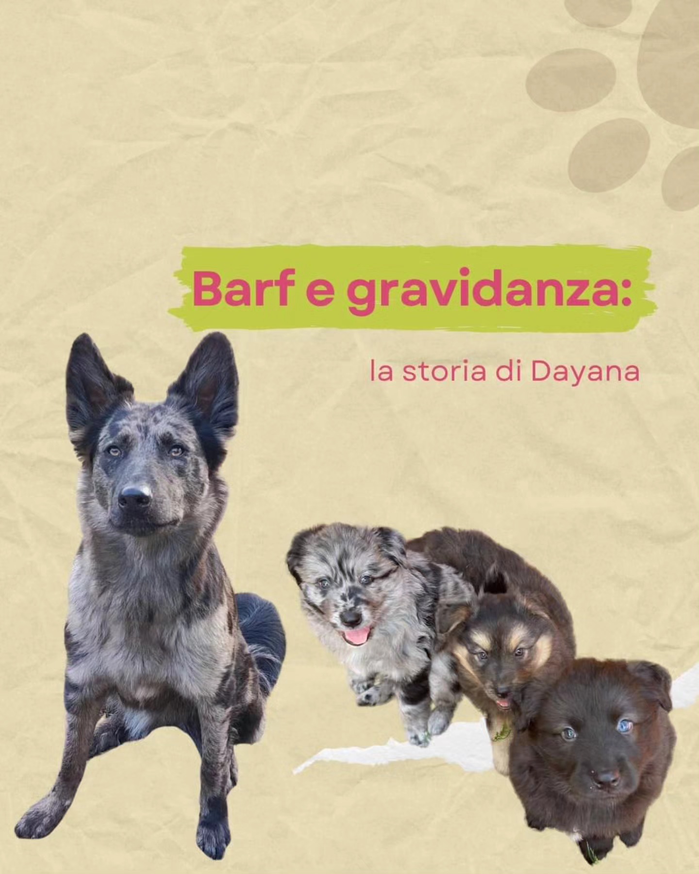 Dr.ssa - Oggi vi presento la storia di 🐶 Dayana, un bellissimo ...
