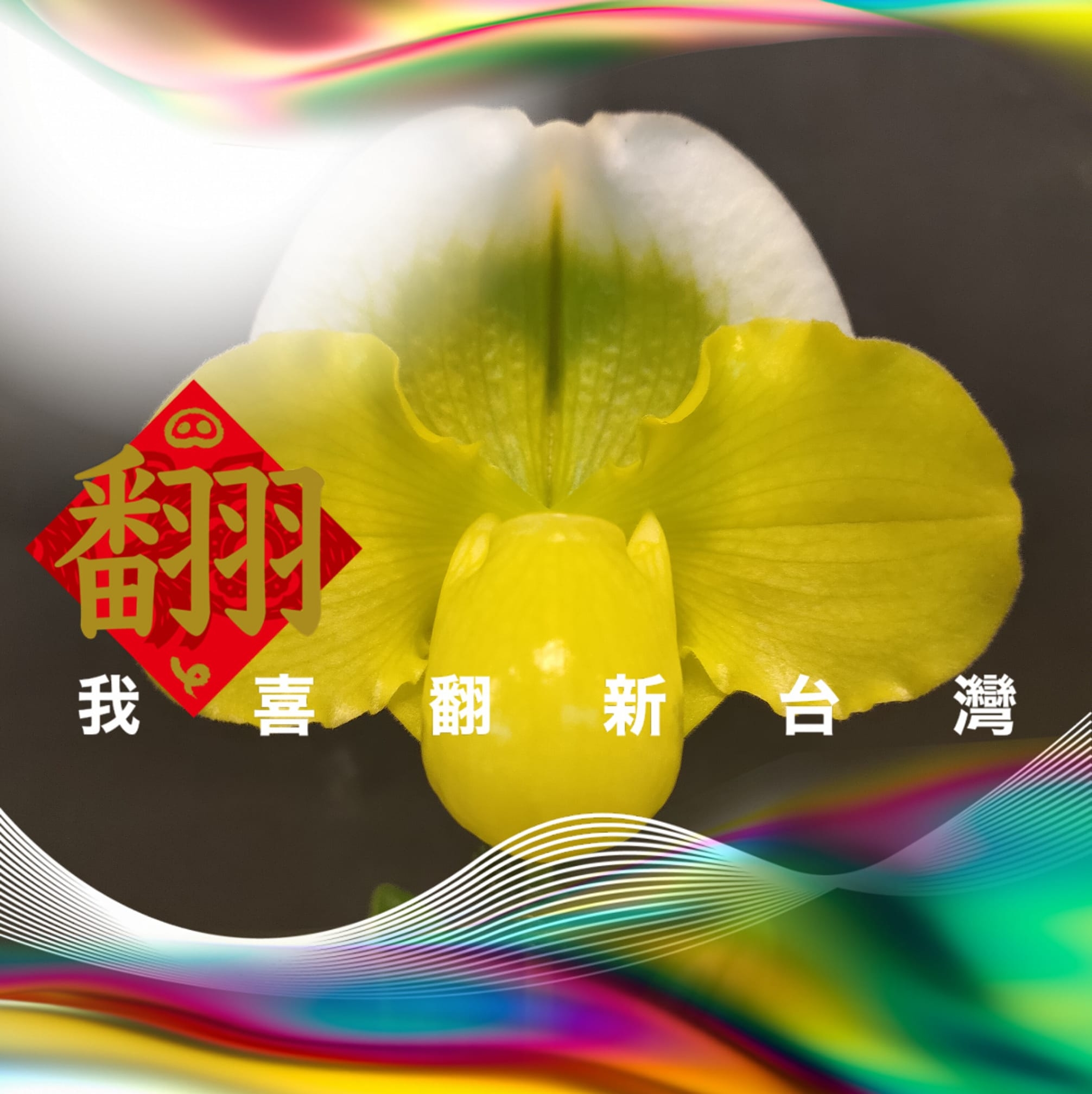 李可可