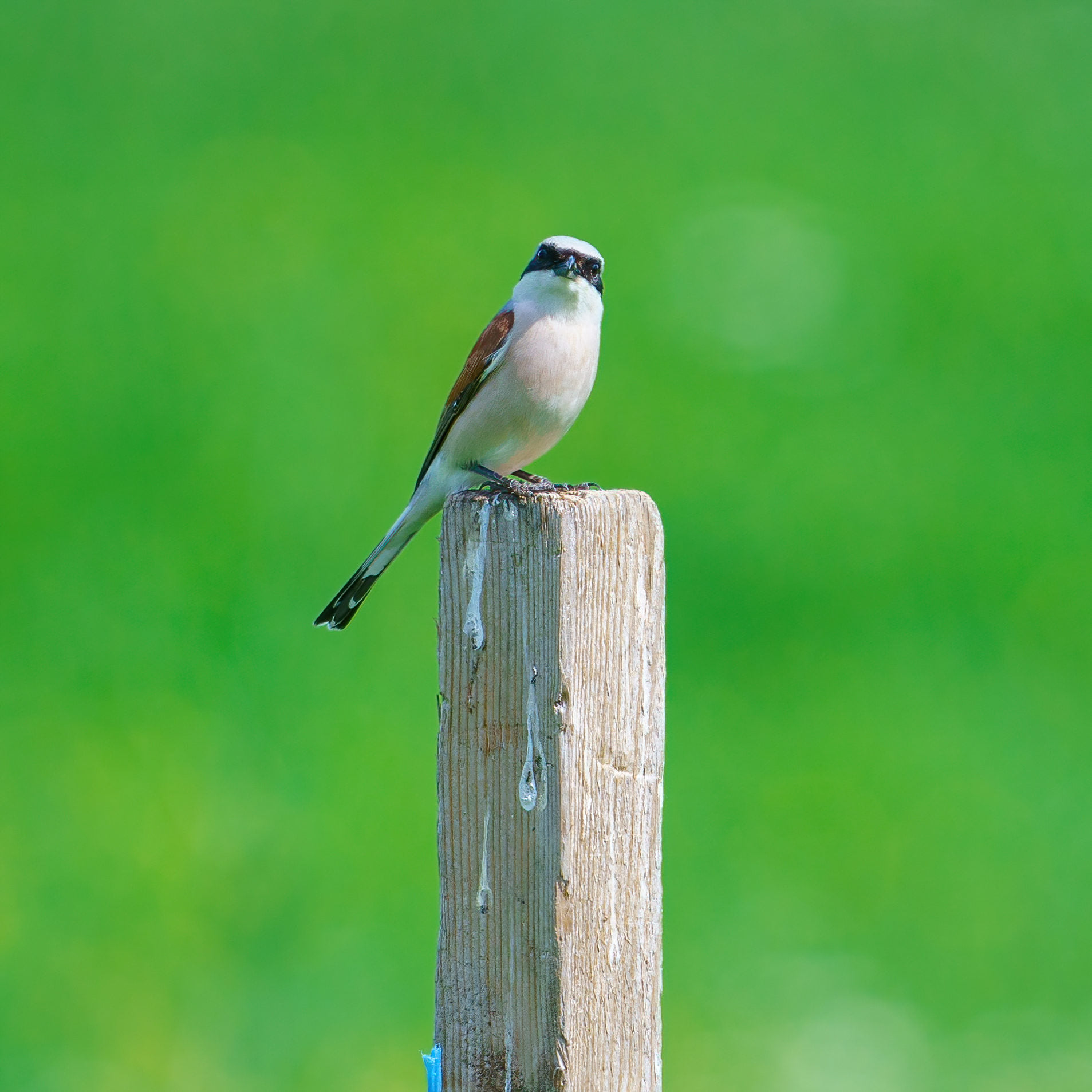 Păsări din Bărăgan - Sfrâncioc roșiatic / Lanius collurio / Red-backed ...