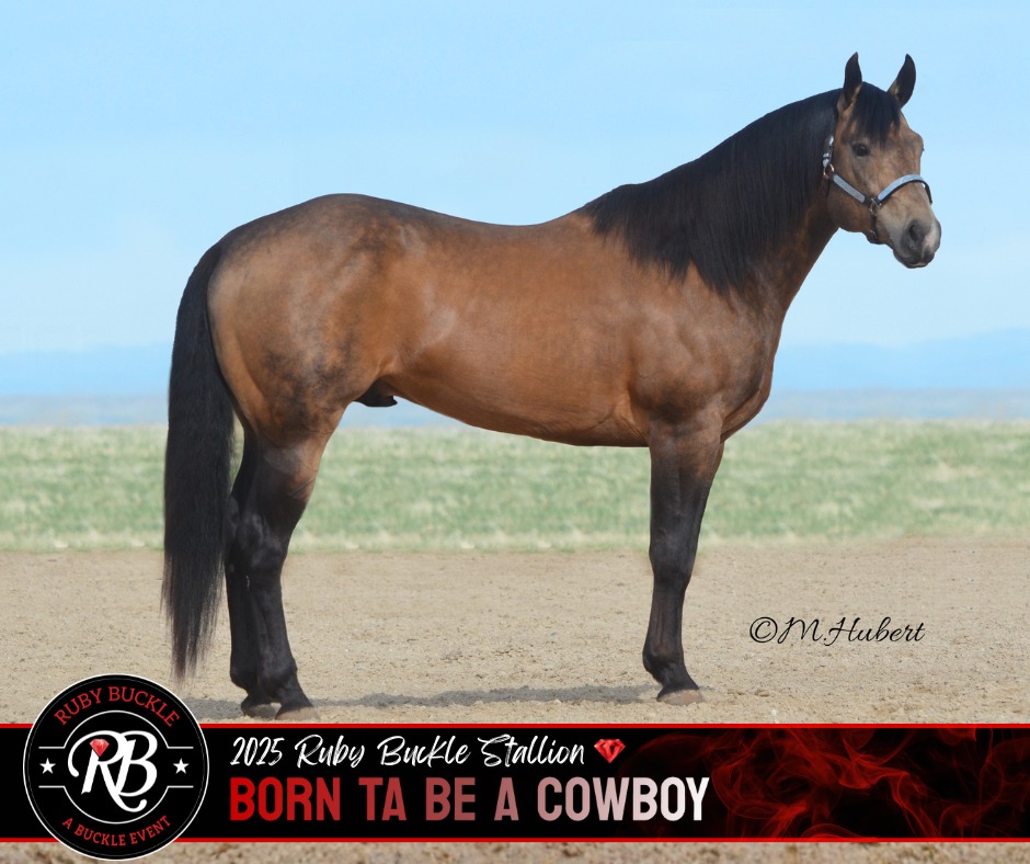 Ruby - 𝟐𝟎𝟐𝟓 𝑹𝒖𝒃𝒚 𝑩𝒖𝒄𝒌𝒍𝒆 𝑺𝒕𝒂𝒍𝒍𝒊𝒐𝒏 Born Ta Be A Cowboy ...