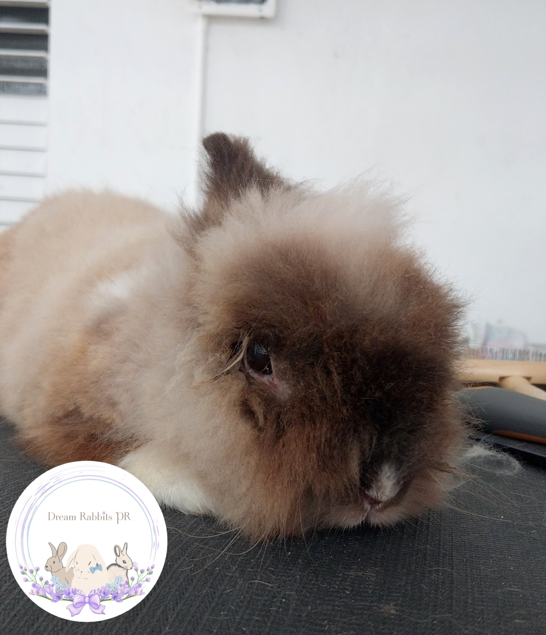 Dream Rabbits PR... - Dream Rabbits PR - Grooming & Hospedaje