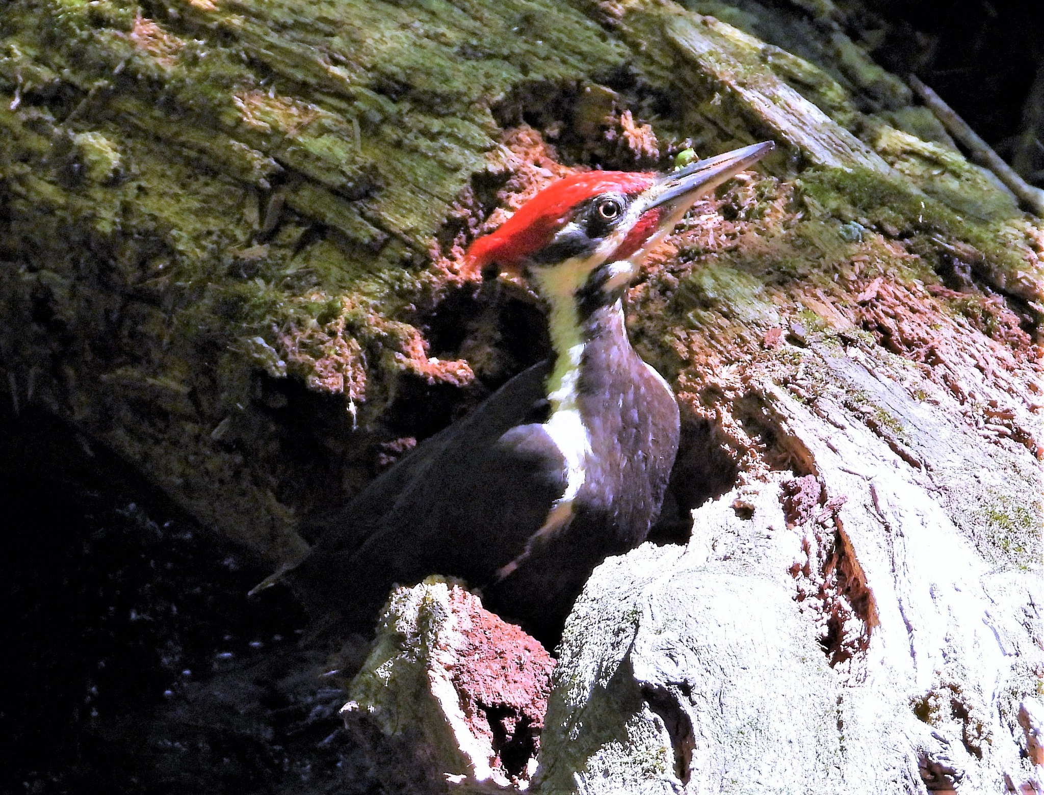 Linda's - This male Pileated Woodpecker was beaking insects from a ...