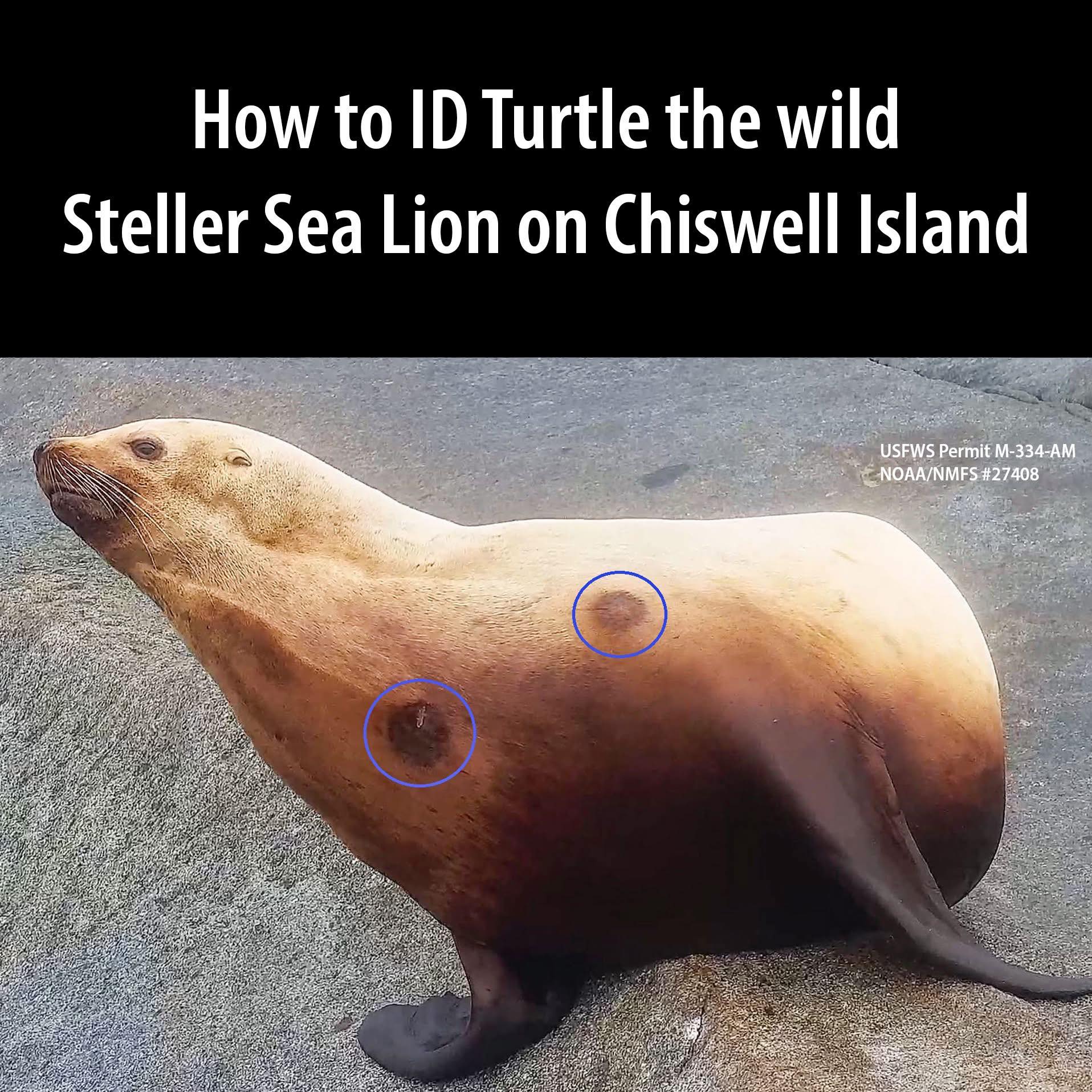 Let's check in with Rowdy the Steller sea lion and her pup out on