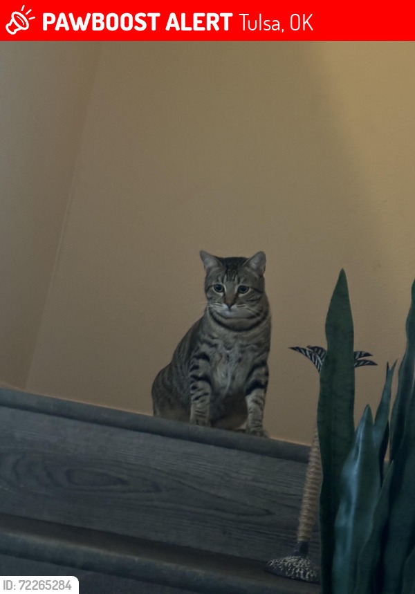 Venus lost cat in Oklahoma City OK near 52nd and Western