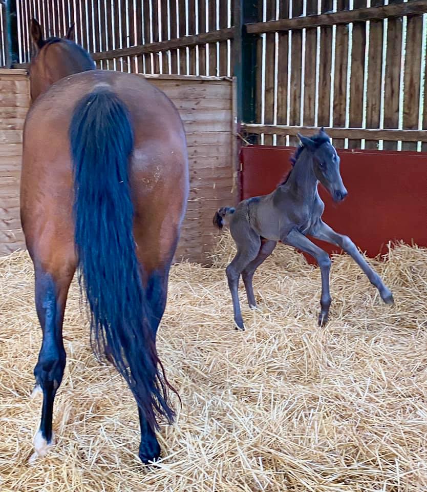 Spring House Stud