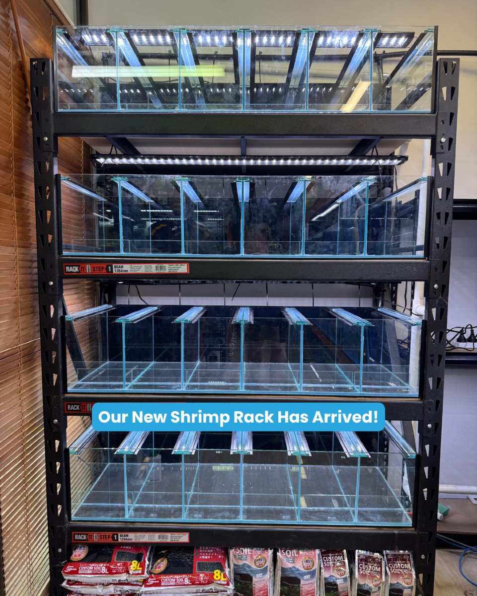 🦐 Our brand-new shrimp rack... - Brisbane Discus & Aquariums | Facebook