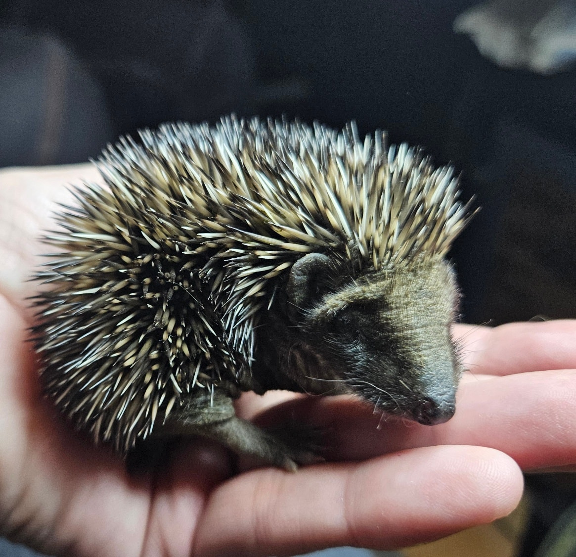 Gnadenhof & Wildtierrettung Notkleintiere e.V. - „Black Friday“ (bis ...