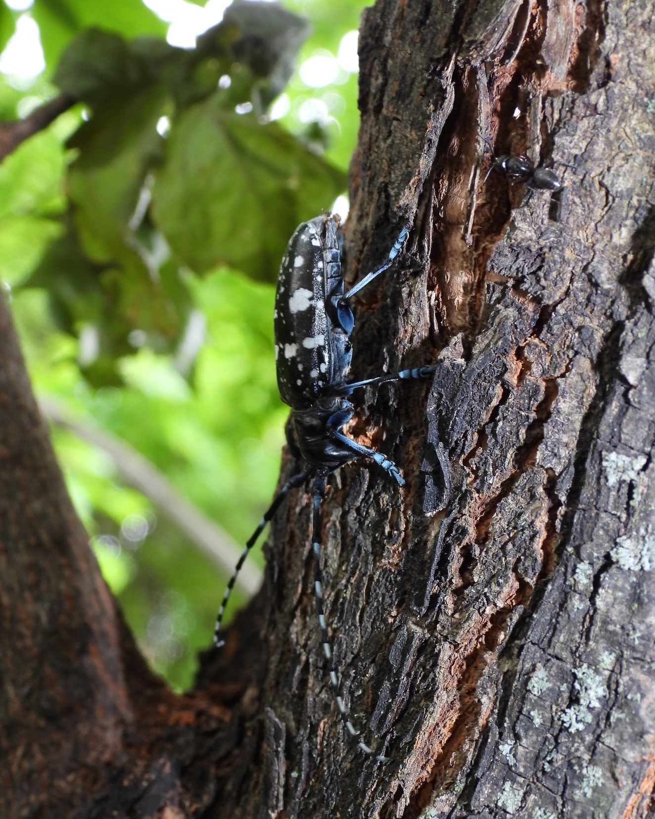 NYS - August is Tree Check Month for the Asian Longhorned Beetle (ALB ...