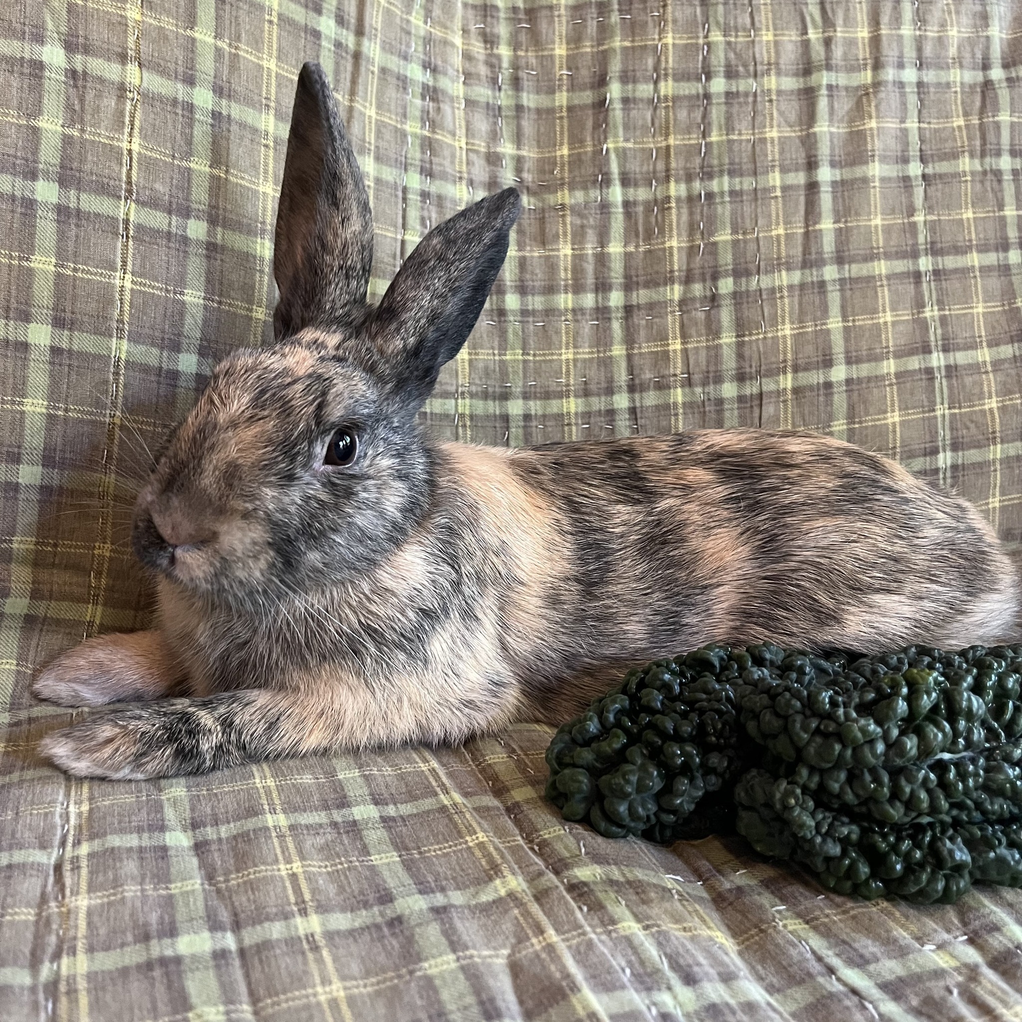 East Bay Rabbit Rescue | Livermore CA