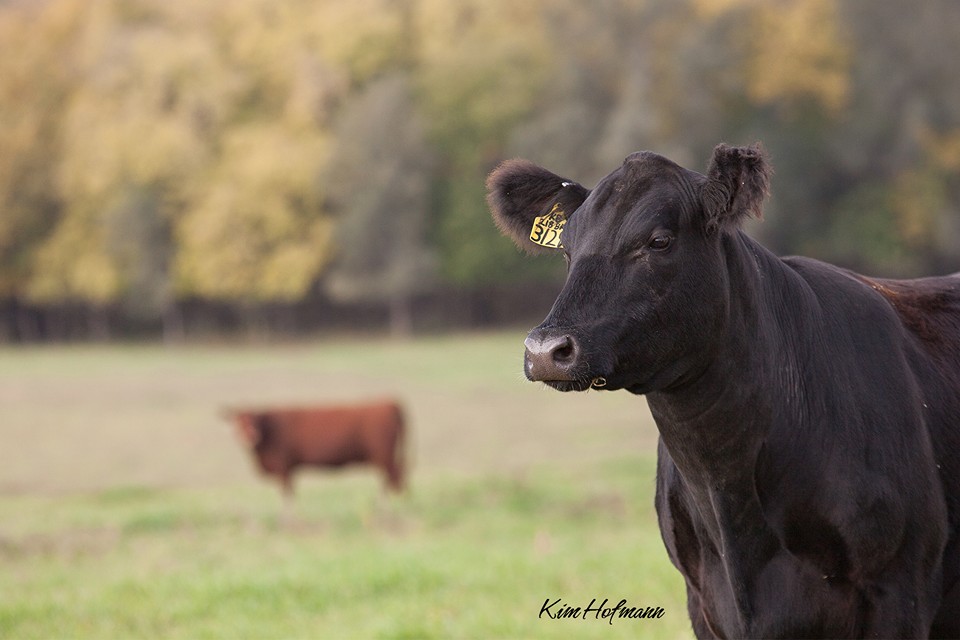 Ohlde Livestock - Home | Facebook