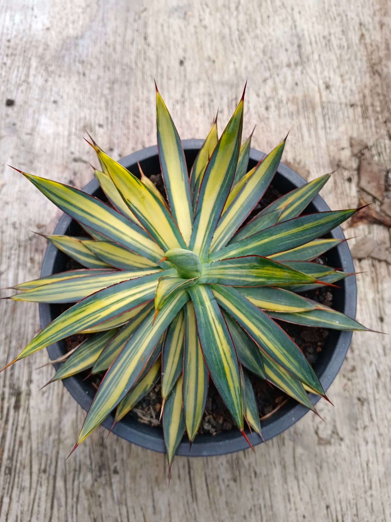 Agave 'Burnt Burgundy' variegated