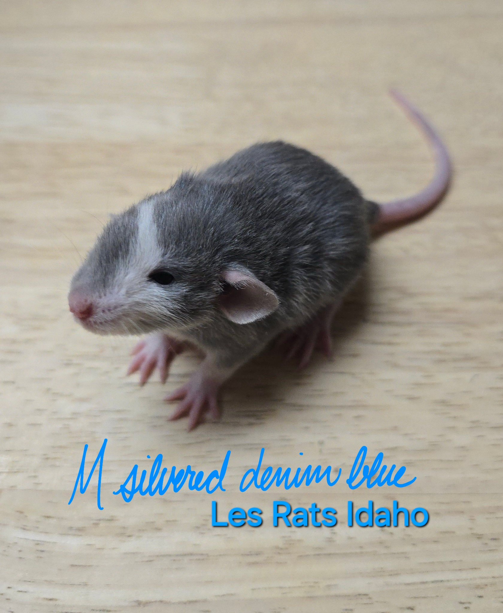 Les Rats Boise