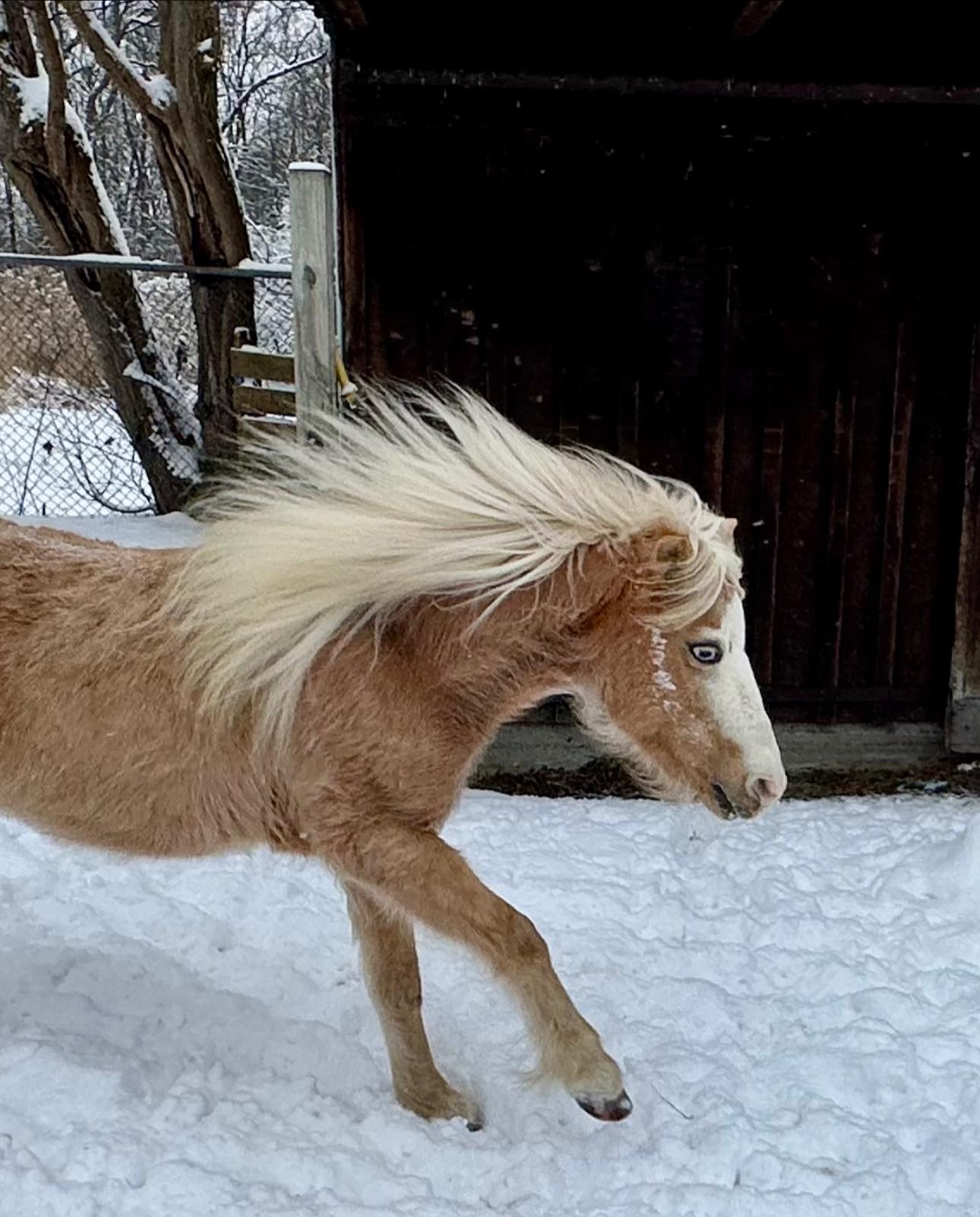 Children's Pony Ranch LLC. | Trenton MI