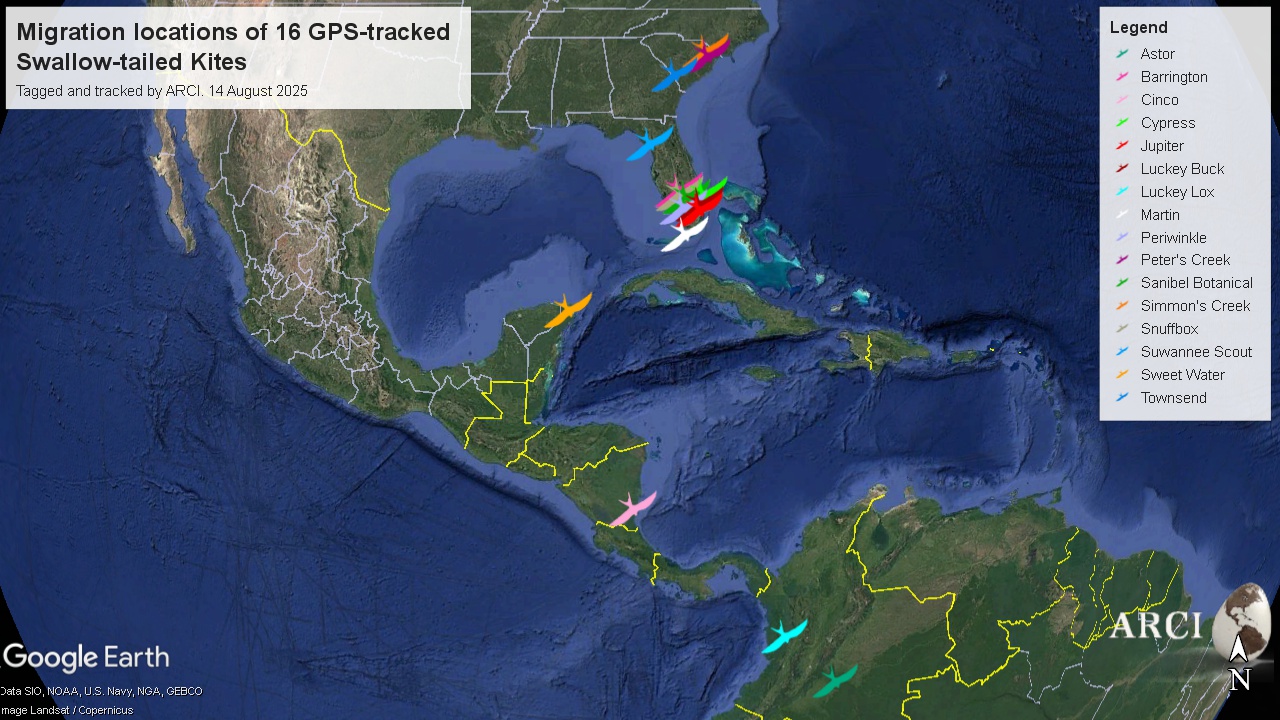 Avian - Keeping up with the GPS-tagged Swallow-tailed Kites. Where are ...