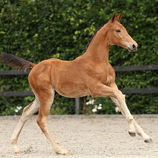 Offspring from these promising young stallions!🌟 No. 24 - Dinan