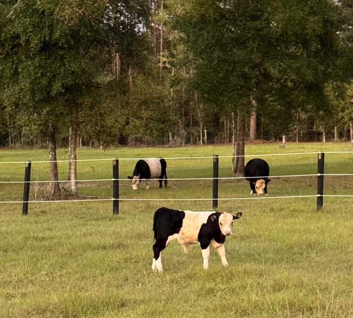 Mini Moo Ranch