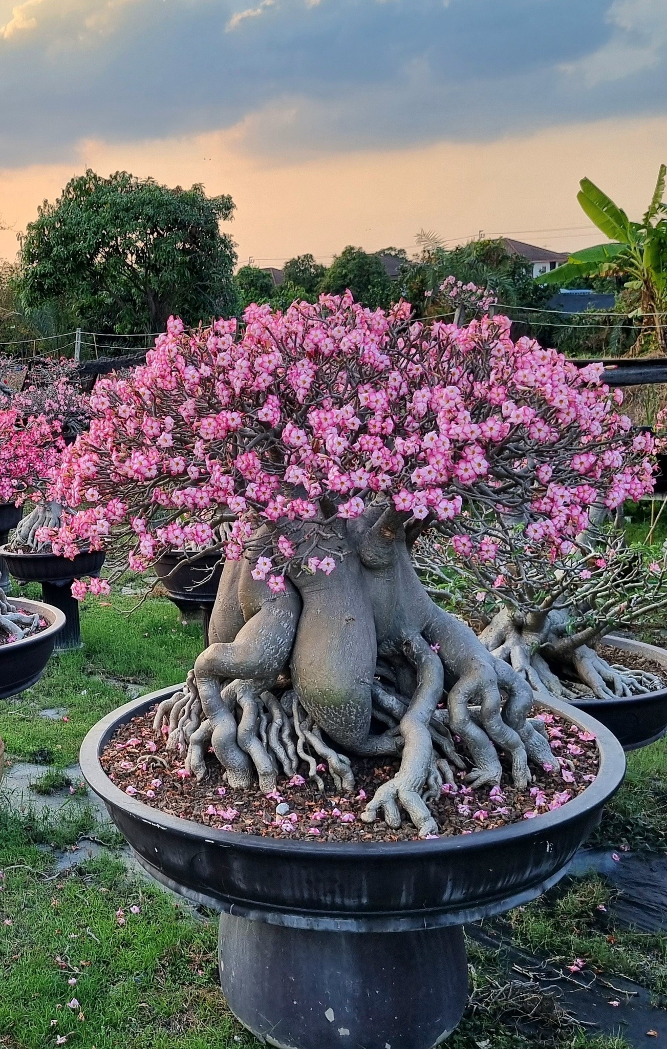 #ชวนชมราชินีพันดอกเพาะเมล็ด... - NSD Adenium Farm | Facebook