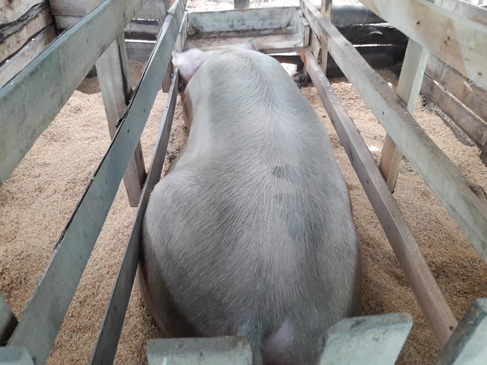 Criadero de Cerdos 