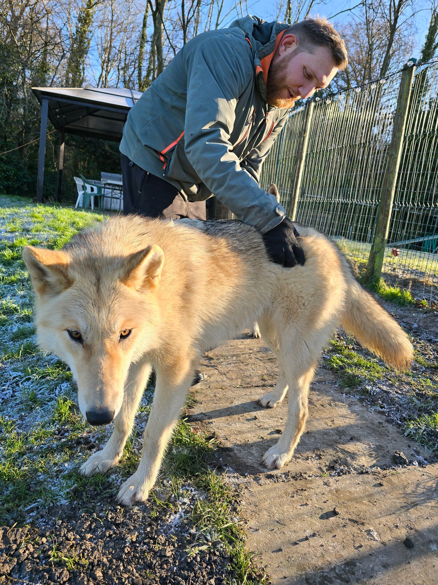 Watermill Wolves Wolfdogs | Bexhill