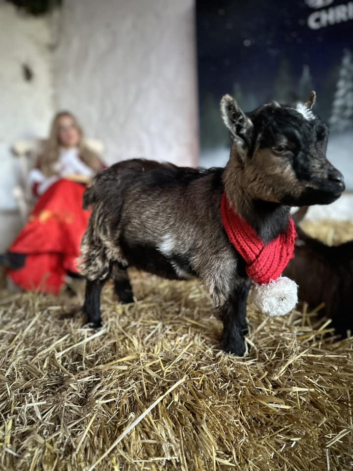 🎅🐐 Don't forget — you get to meet our adorable Pygmy Goats as
