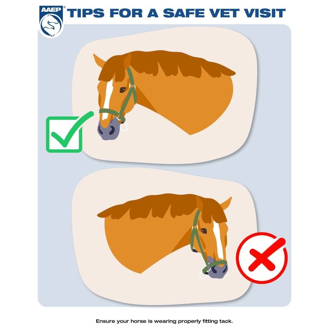 Brandiwyne Tack & Feed added a... - Brandiwyne Tack & Feed