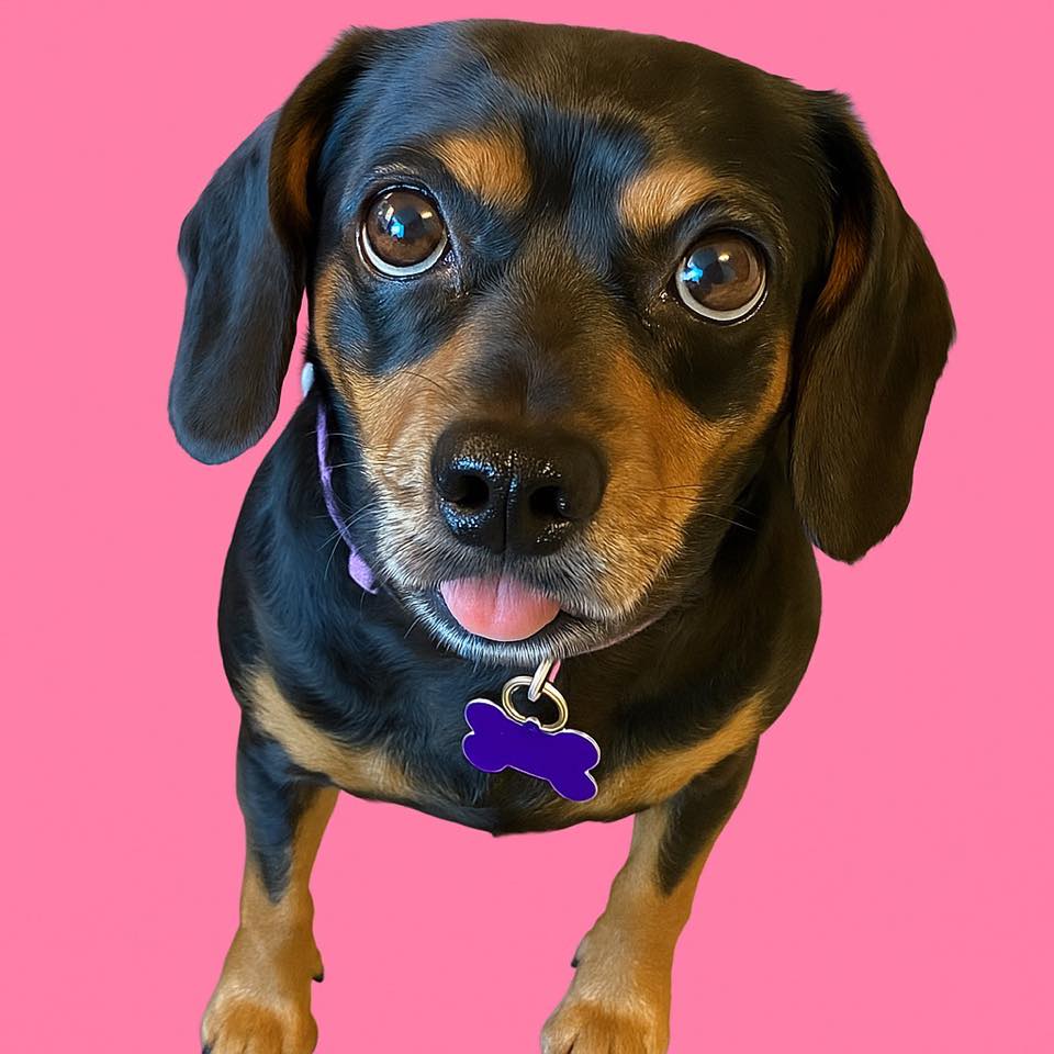Needy Paws Rescue -... - Needy Paws Rescue - St. Louis, MO