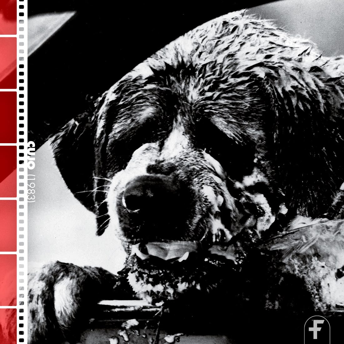 FANGORIA - Who Let The Dog Out? On this day in 1983: CUJO... | Facebook
